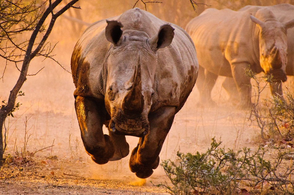 Rinoceronte.jpg