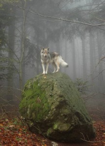 Lobo en el bosque